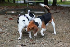 sniffing dog beagle butt butts behaviors other each doggo wonky reasons behind them dogs explained weird does why bulldog greeting