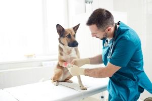 why dogs need bloodwork