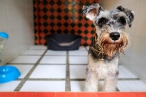 questions to ask dog boarding facility