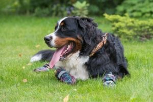 booties for dogs