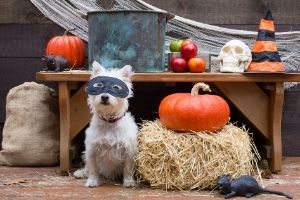 make sure dogs have collars on Halloween