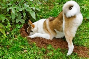 dog digging pet proof yard