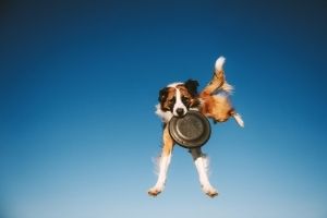 dog frisbee for holidays