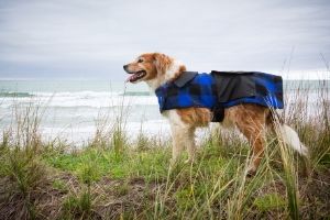 gear for hiking with dogs