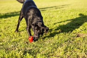 dog playing with a kong