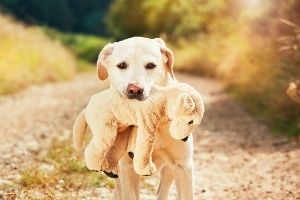 dog plush toy for holidays