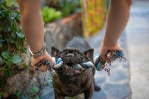 dog rope toy for holidays