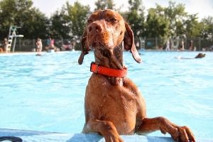 dog pool safety