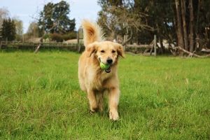 How to keep dogs entertained during lockdown – using cardboard