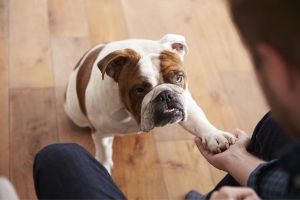 How to keep dogs entertained during lockdown – using cardboard