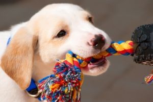 How to keep dogs entertained during lockdown – using cardboard