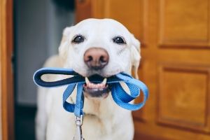 dog walks during quarantine