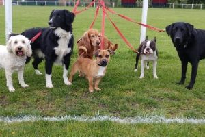 doggie daycare helps separation anxiety in dogs