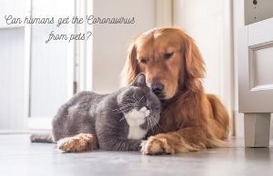 dogs cats coronavirus