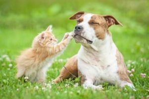 treating fleas in dogs and cats