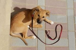 test hot pavement for dogs