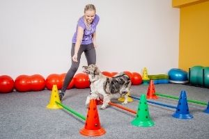 indoor obstacle course for dogs