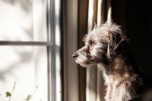 separation anxiety in dogs