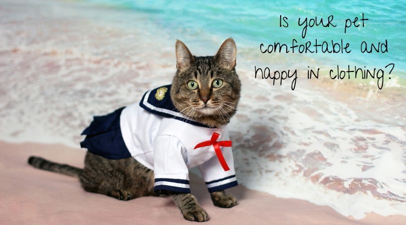 Cat dressed in sailor costume