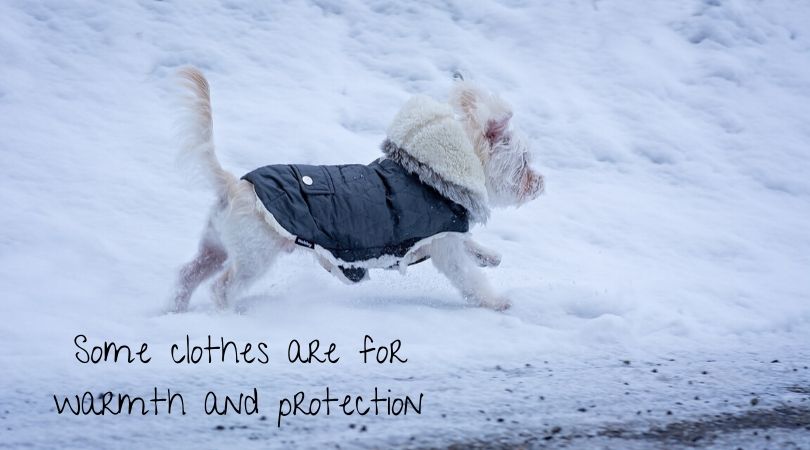 Dog running through snow wearing a winter coat