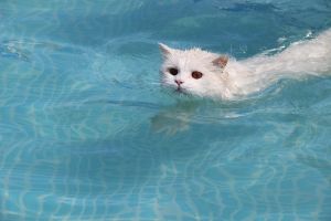 How to Avoid Losing Your Pet to Secondary Drowning