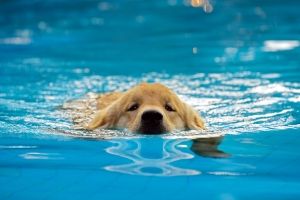 can you drown a dog