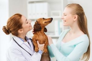 fear free veterinary for dogs