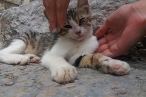 feral cats and affection
