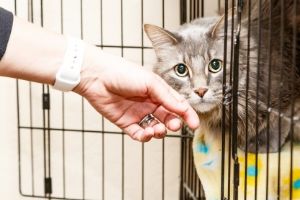 look for missing cats at shelter