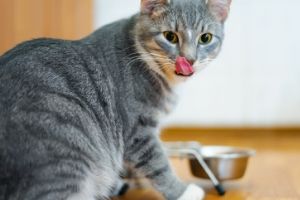 healthy diet for cats