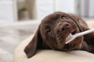 how to brush puppy teeth