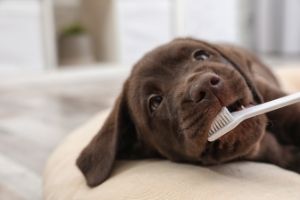 Brushing a puppy best sale