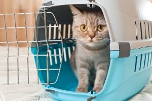 set humane trap for missing cats