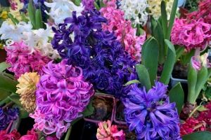 Is hyacinth poisonous to hot sale dogs