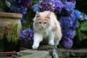 Hydrangeas are poisonous to cats
