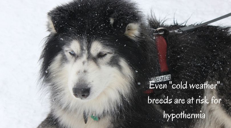 A Malamute in the snow