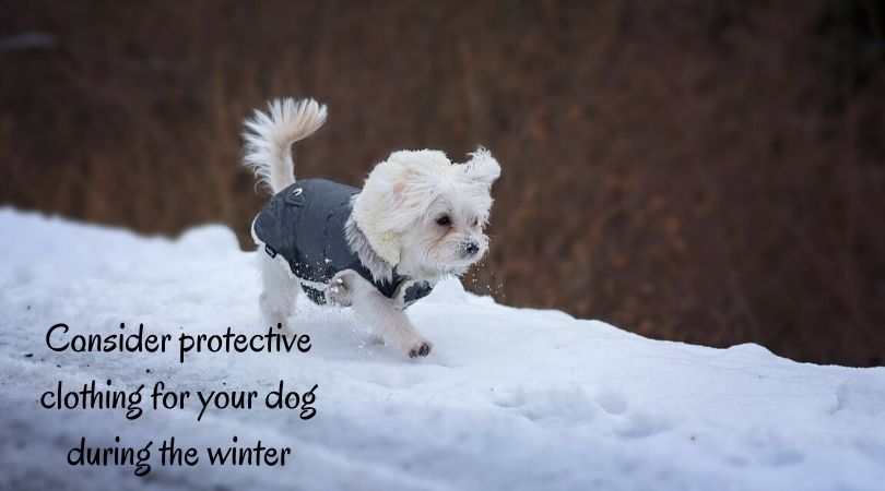 A small dog wearing a coat in the snow