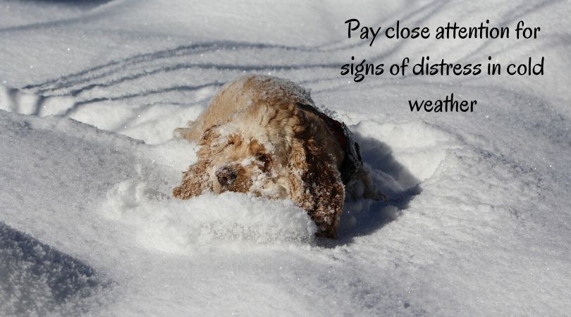 A dog laying in the snow