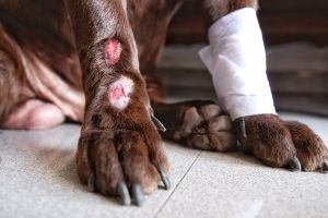 gauze for injured dogs