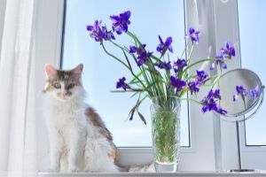 Irises are poisonous to cats