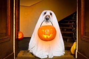 keep pets indoor on Halloween