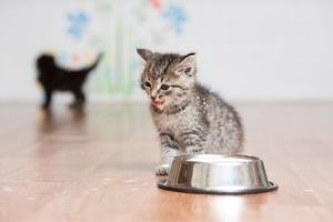 kitten bowls