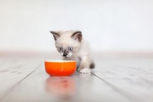 When can kittens hotsell start eating wet food