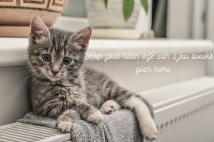 kitten proof home