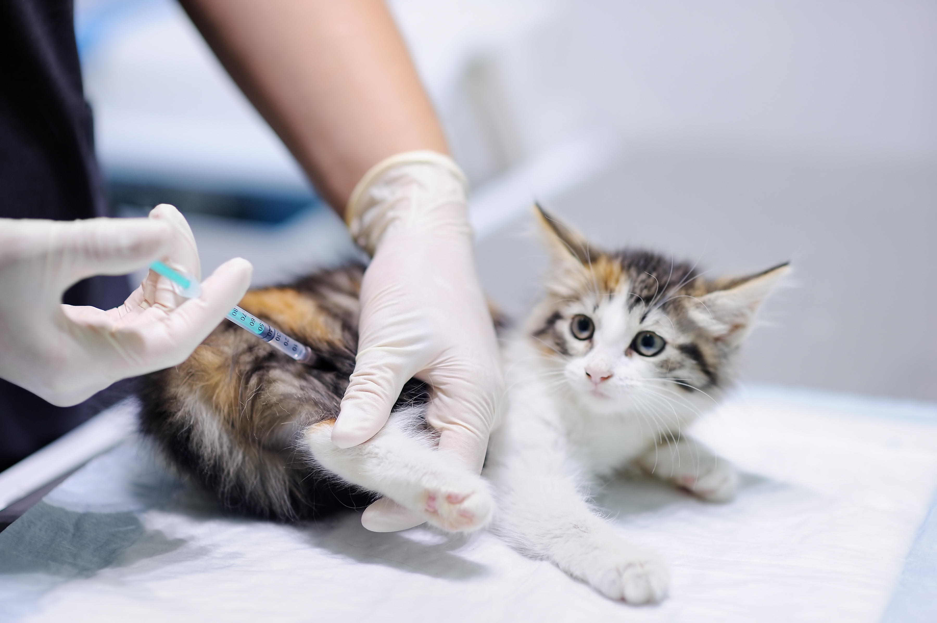 Low cost vet for 2024 cats