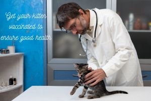 kitten vaccinations