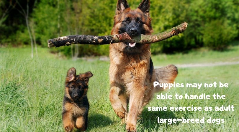 A German shepherd adult and puppy running in a field