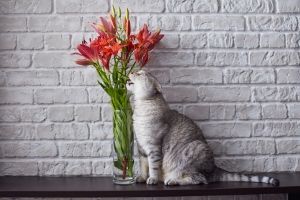 Avoid This Cat Astrophe 10 Spring Flowers That Are Toxic To Cats