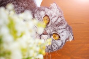 Lily of the valley plants are poisonous to cats