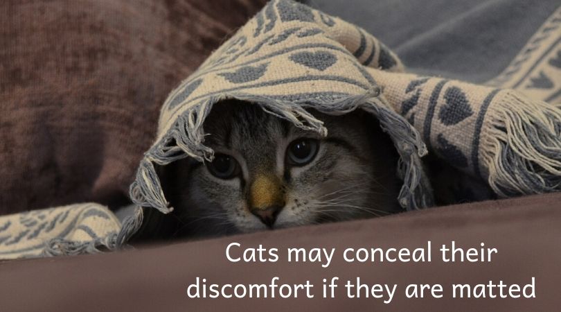 A cat hiding under a blanket